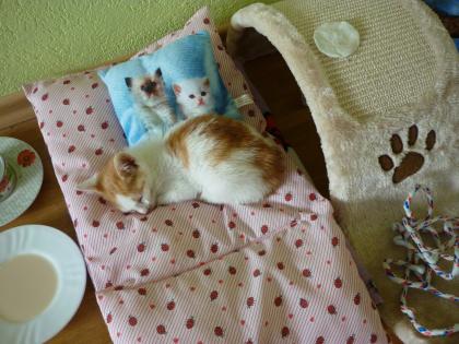 Einsehr ruhiger 2 monate junger kater sucht liebevolles zu hause