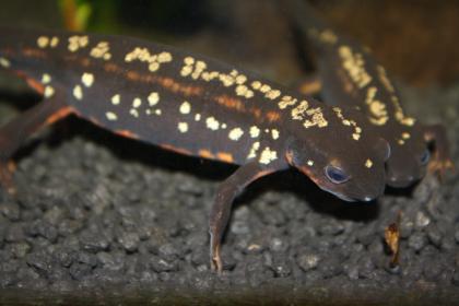 Biete Nachzuchten vom jap. Schwertschwanzmolch Cynops ensicauda popei NZ 09 und 