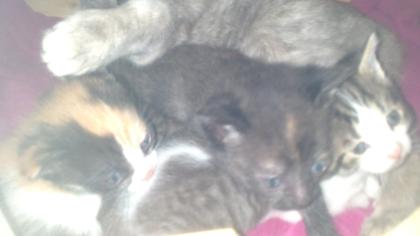 Katzenbabys in liebevolle Hände abzugeben