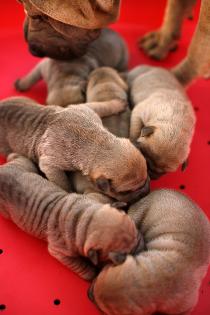 Shar pei reinrasig mit pedigre