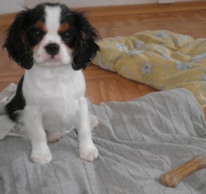 Süße Cavalier King Charles Spaniel Rüde mit Stammbaum