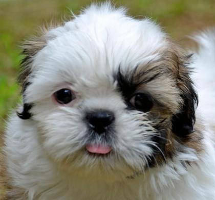 Shih Tzu Welpen - Hündin