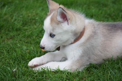 Traumhaft süße Husky Welpen zu verkaufen abgabebereit 