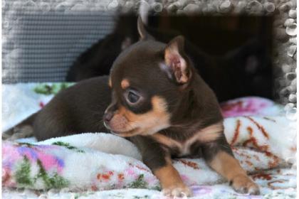 Typv.ges. Kurzh und lange Haare. Chihuahua Schoko männlichen und weiblichen, Wel