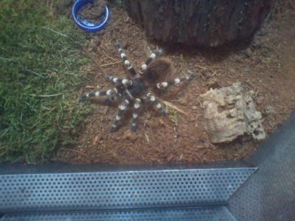 Acanthoscurria geniculata ca. 5 cm mit Terrarium