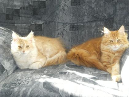 Maine Coon