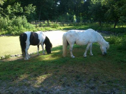 2 hübsche Ponys dringend zu verkaufen