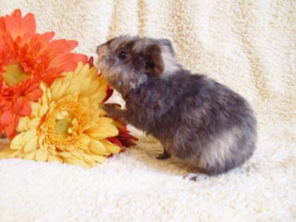 Meerschweinchen Babys Alfons sucht neues Zuhause