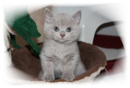 Süßes reinrassiges BKH Kitten mit Stammbaum,