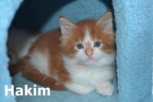 Typvolle Maine Coon Kitten mit Papieren