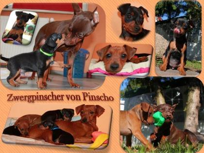 Zwergpinscher/ Rehpinscher m. Papiere Wurfplanung