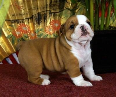 Englische Bulldogge Welpen