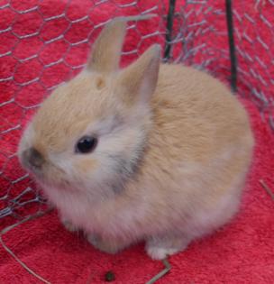 Zwergrexkaninchen in vielen Farben