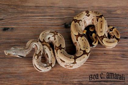 1.1 Boa constrictor amarali- Südbrasilien Nz2021 abzugeben