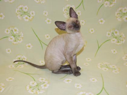 Exclusiver, reinrassiger Cornish Rex Käterchen bluepoint - selten