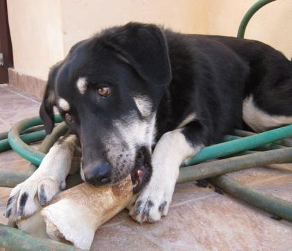 KIKA   in letzter Sekunde aus dem Fluss gerettet