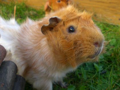 Süßes Meerschweinchen Männchen abzugeben