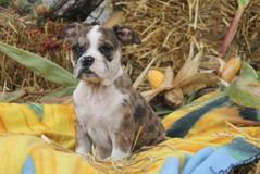  Firstclassbulls  hat Alternativ Bulldogs abzugeben...