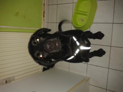Suchen Liebevolles zu hause