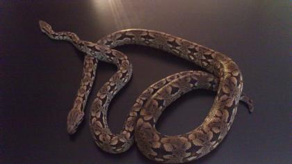 1,1 Südliche Madagaskar Boa het Albino