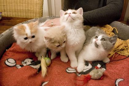 Zuckersüße Perser Kartäuser Kitten