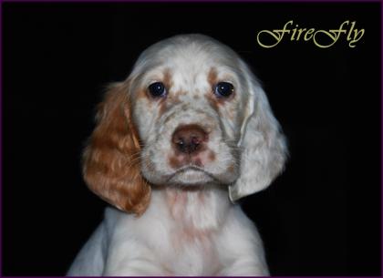 Hündin English Setter