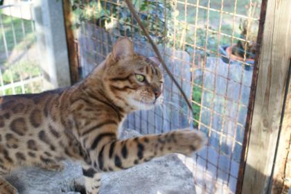 TOP Bengalkater mit Stammbaum