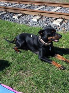 Reinrassiger Zwergpinscher als Deckrüde