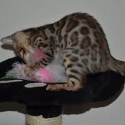 ,reinrassige Bengalkitten aus top Verpaarung abzugebe