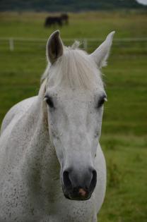 Shagya Araber sucht Reitbeteiligung // 42799 Leichlingen