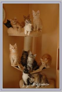 Reinrassiges Maine Coon Babys mit Stammbaum