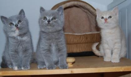 Zwei wunderschöne BKH-Mädchen Upsalla in blau-creme und Vivien in blau