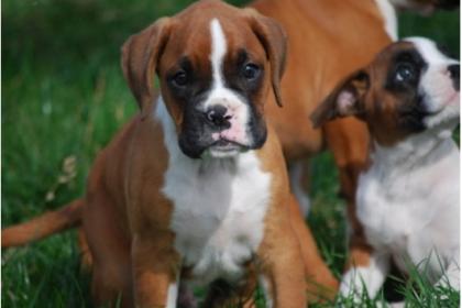 4 wunderschöne reinrassige boxer welpen