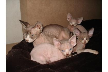 Sphynx (kanad. )mit Papiere, Kater