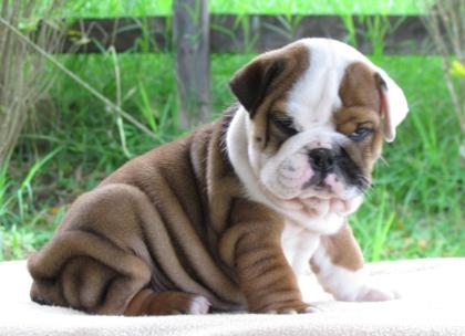 Traumhaft süße English Bulldoggen Welpen m. Ahnentafel 