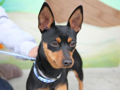 Reinrassiger Zwergpinscher / Reh pinscher Welpen