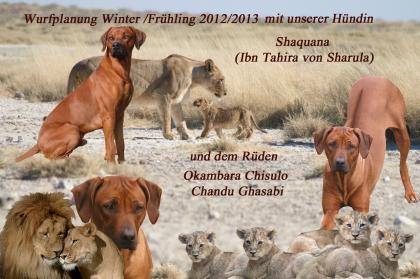 Mahbuba Rhodesian Ridgeback    A-Wurfplanung Winter/Frühling2021/2013