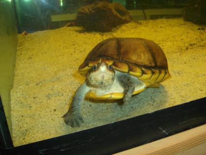 Kinosternon leucostomum Weißmaulklappschildkröte Wasserschildkröte