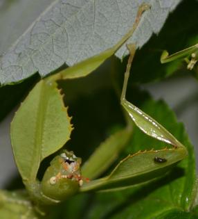 Wandelnde Blätter - Phyllium siccifolium (Philippinen)