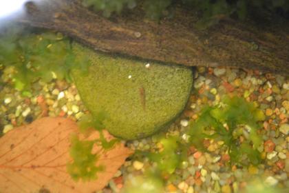 Red Fire Garnelen (Neocaridina heteropoda var. red)