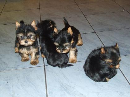 Yorkshire Terrier Welpen