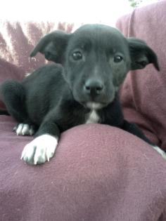 ESTELLA:2 Monate, kleinbleibende Pincher Mix