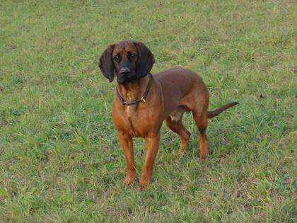 Hannoverscher-Schweißhund-Deckrüde vom Zwinger   vom Tannenstück  