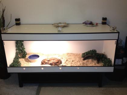 Boa c.c. Inkl Kunststoffterrarium 180x70x70