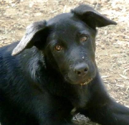 Bobo   großes, trauriges Hundekind   wurde von den anderen Hunden gemobbt