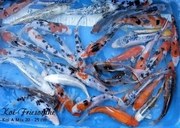 Professioneller Koi-Versand - Teichfische online kaufen  