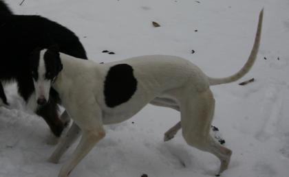 Wunderschöne Greyhound Hündin mit Papieren abzugeben