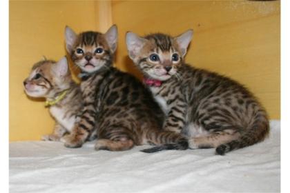 MiniLeoparden BengalKatzen mit Papieren