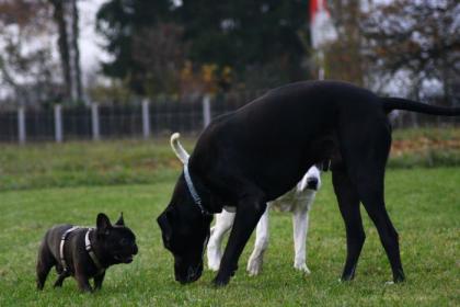 Hundeschule Likeadog