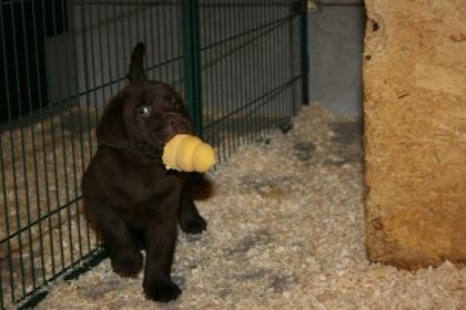 Super hübsche Babys in chocolate Labradorwelpen